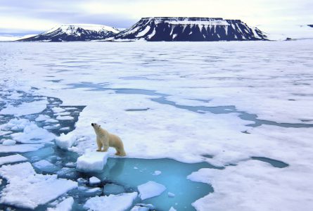Isbjörnssafari på Svalbard