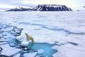 Isbjörnssafari på Svalbard